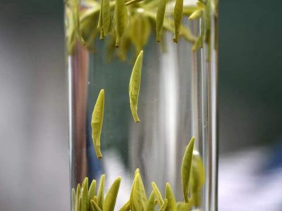 茶葉的專(zhuān)業(yè)知識(shí)，關(guān)于茶的基本知識(shí)大全