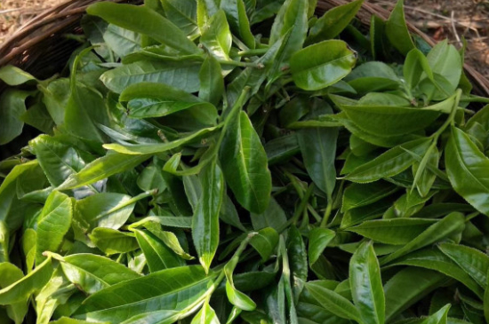 最耐泡的茶葉排名，什么茶葉經(jīng)久耐泡？