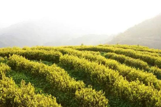 黃金茶的功效及禁忌癥，黃金茶有什么副作用嗎？