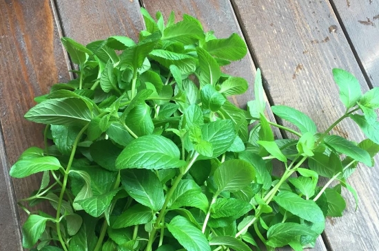 薄荷茶的功效與作用，喝薄荷茶有什么好處？