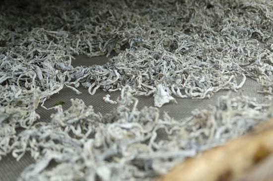 麗江雪茶的功效與作用，白雪茶有什么功效和作用