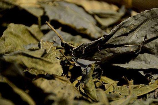 鷓鴣茶什么人不適合喝，鷓鴣茶的禁忌人群