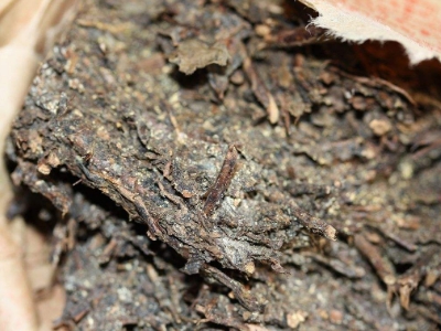 長期飲用黑茶的副作用，黑茶的功效與作用