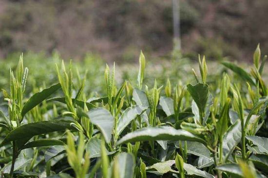 喝黃金茶禁忌，什么人不能喝黃金芽茶？