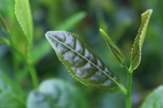 綠茶第一泡要倒掉嗎，為什么綠茶第一泡不喝？