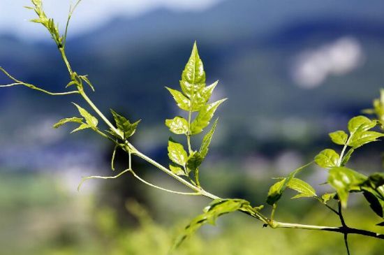 莓茶為什么先苦后甜回甘，莓茶口感怎么樣？