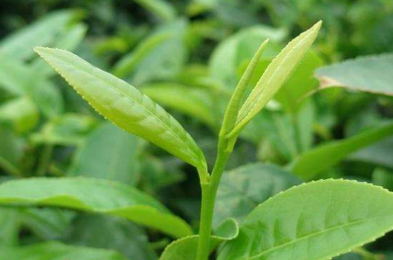 最耐泡的茶葉排名，什么茶葉經(jīng)久耐泡？