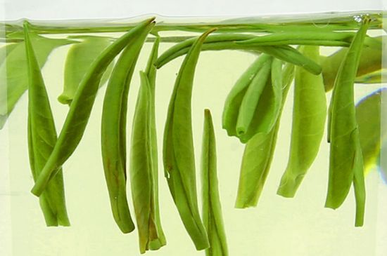 雀舌茶什么人不能喝，雀舌茶的功效與禁忌