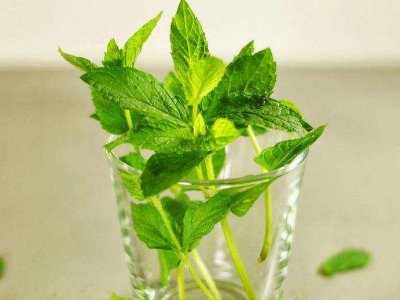 喝茶治口臭嗎，什么茶治口臭好？