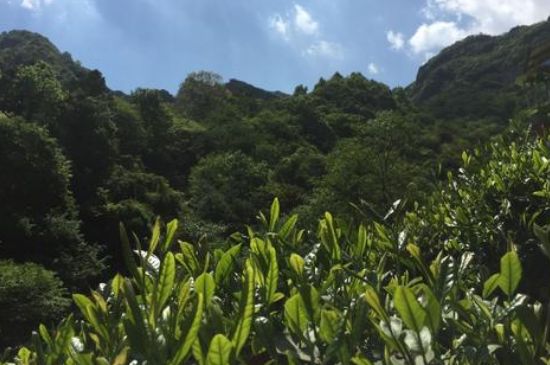 六安瓜片適合什么人喝，六安瓜片的功效與禁忌