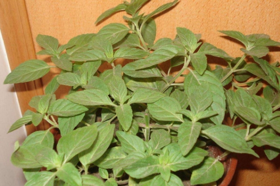 薄荷茶的功效與作用，喝薄荷茶有什么好處？