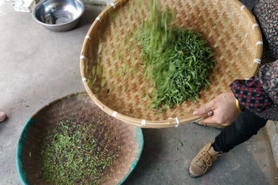 炒青茶為什么便宜，炒青綠茶好喝嗎？