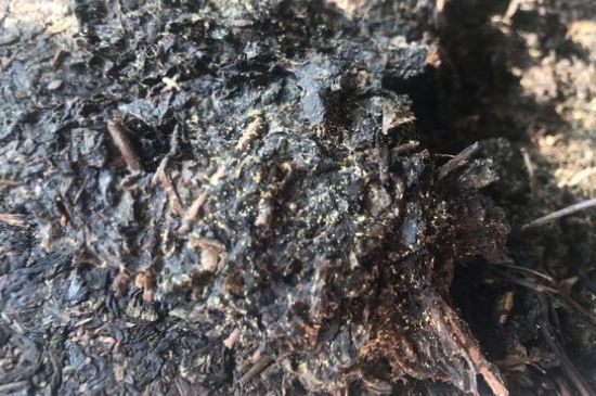 茯茶可以放在冰箱里存放嗎，茯磚茶如何儲(chǔ)存？