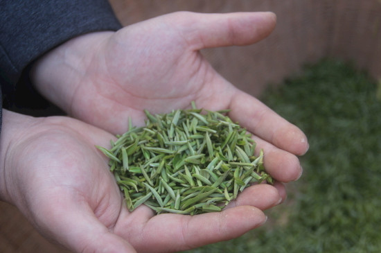 茶葉可以放冰箱嗎，茶需要放冰箱保存嗎