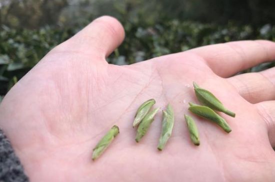 春茶季怎么辨別白毫銀針的好壞，好的白毫銀針如何選購(gòu)？