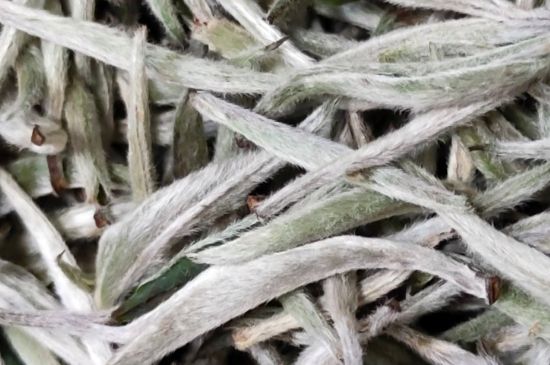 春茶上市白茶的好壞怎么區(qū)分，春白茶怎么分辨好不好？