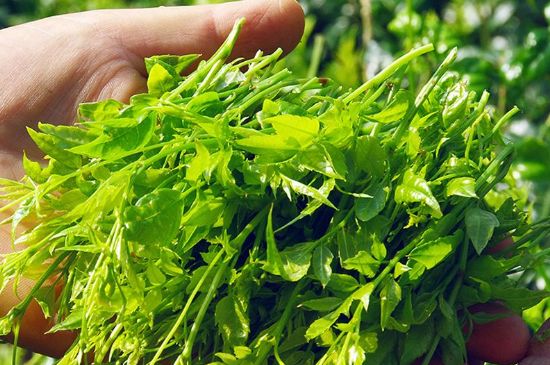 茅巖莓茶別名是什么，莓茶別名叫藤茶嗎？