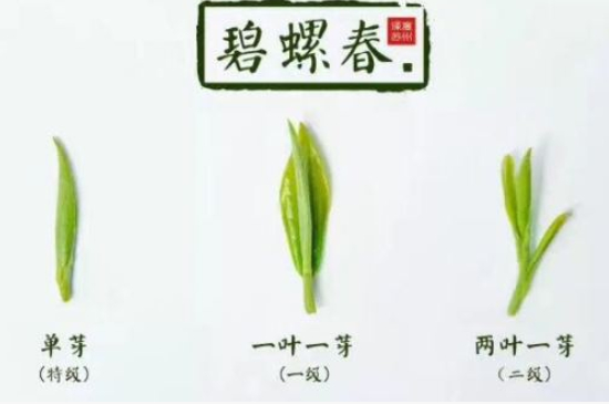 真假碧螺春泡水后區(qū)別，蘇州洞庭碧螺春怎樣鑒別好壞？