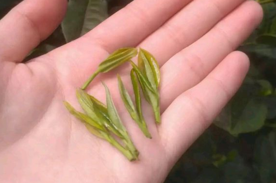 炒青茶為什么便宜，炒青綠茶好喝嗎？