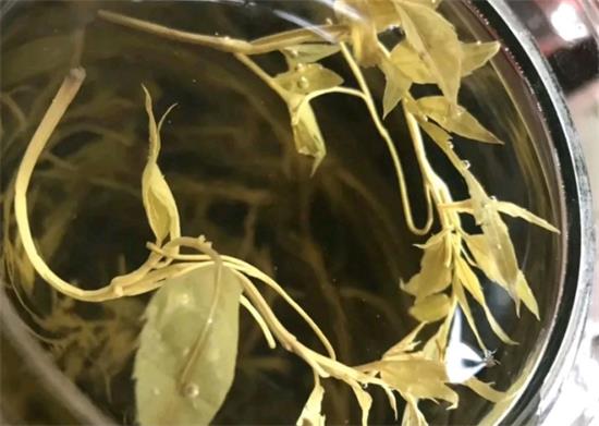 張家界茅巖莓茶與藤茶是同一種茶嗎，藤茶跟莓茶一不一樣？