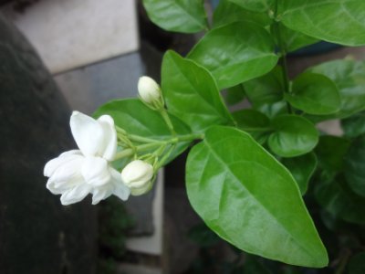 茉莉和什么一起泡最好，茉莉茶有幾種搭配？