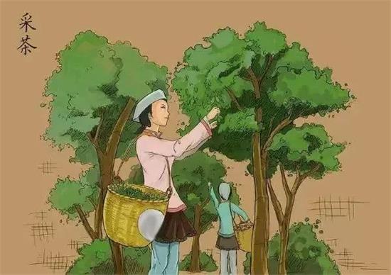制茶八步驟，制茶工藝流程圖