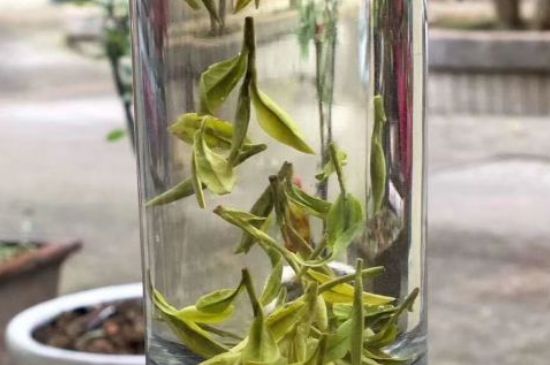 蒸汽煮茶器適合什么茶，蒸汽煮茶器適合用綠茶嗎？