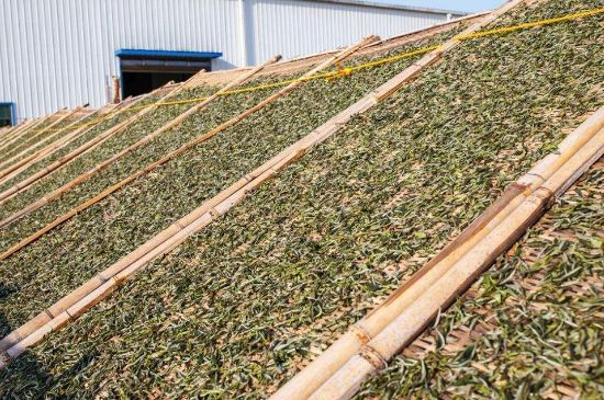 武夷巖茶的初制、精制加工工藝詳細講解