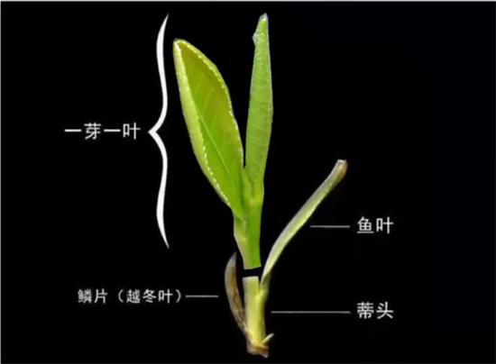 摘茶葉最快的方法，采摘茶葉怎么才能快？