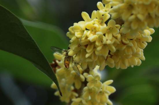 桂花茶禁忌，喝桂花茶有什么禁忌