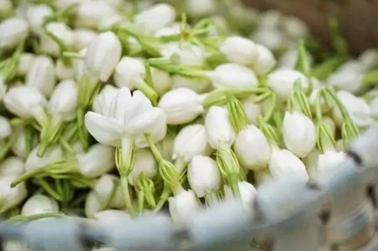 十大排毒養(yǎng)顏花茶，喝什么花茶排毒養(yǎng)顏