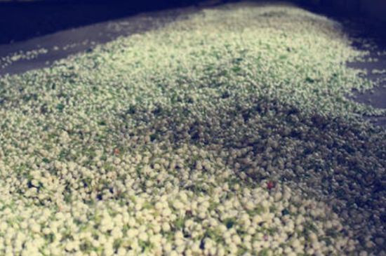 茉莉龍珠怎么做的，茉莉龍珠的制作工藝