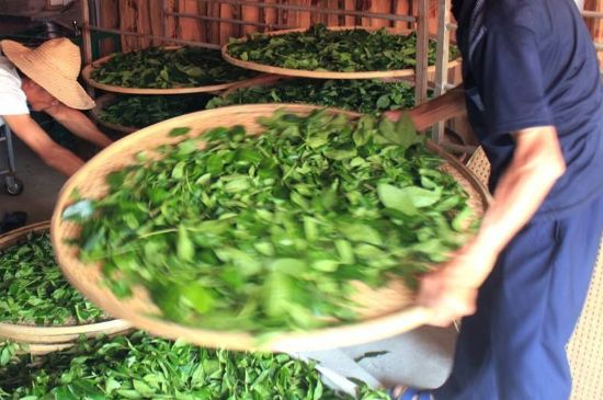 武夷巖茶的初制、精制加工工藝詳細講解