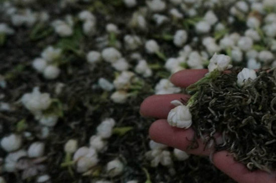 茉莉茶的種類和等級，茉莉花茶的分類