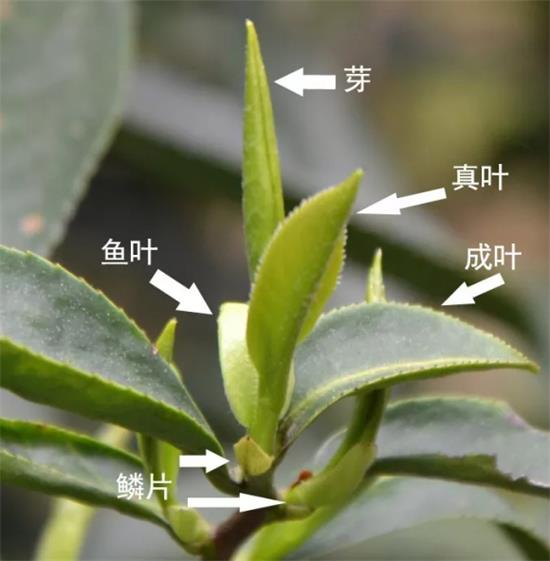 摘茶葉最快的方法，采摘茶葉怎么才能快？