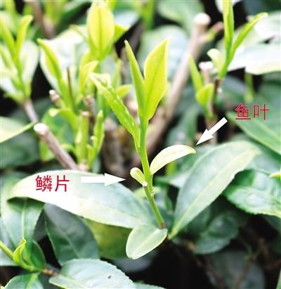 摘茶葉最快的方法，采摘茶葉怎么才能快？