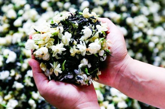 茉莉花和什么在一起喝好，茉莉花喝什么茶搭配？