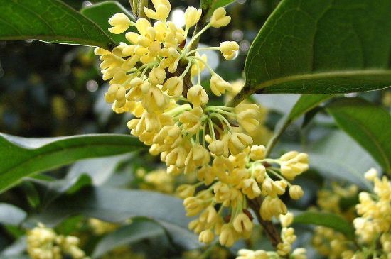 干桂花茶的制作方法，怎樣自制桂花茶？