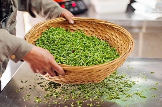 武夷巖茶的初制、精制加工工藝詳細講解