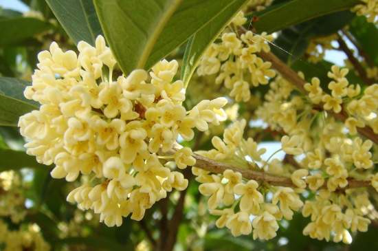 茉莉茶一次泡幾朵，茉莉茶放多少