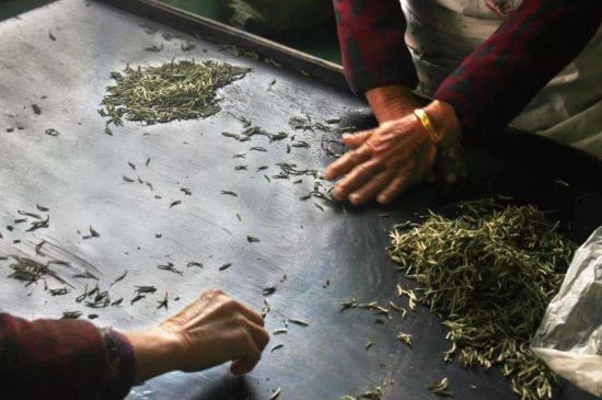 武夷巖茶的初制、精制加工工藝詳細講解
