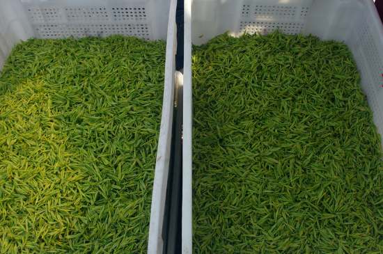 什么茶葉適合用蒸茶器，什么茶可以蒸