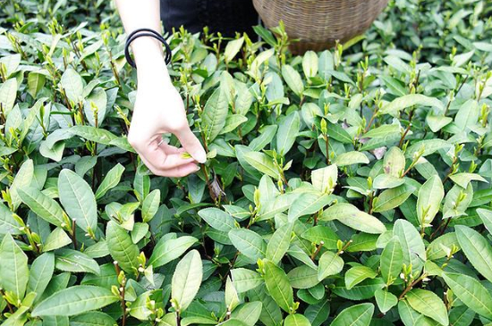 采茶的方法與步驟，如何正確采摘茶葉？