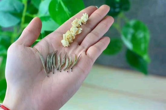 茉莉銀針口感，茉莉銀針是什么味道？