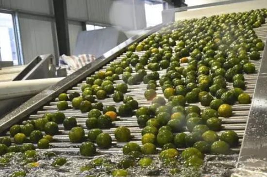 家庭自制柑普茶方法，小青柑制作9個(gè)步驟竅門（圖片）