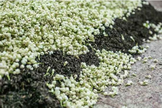 茉莉茶葉的功效與禁忌，什么人不適合喝茉莉花茶？