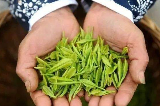 摘茶葉最快的方法，采摘茶葉怎么才能快？