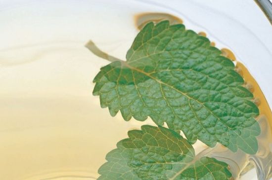 薄荷葉茶怎么制作，薄荷如何做成干茶葉