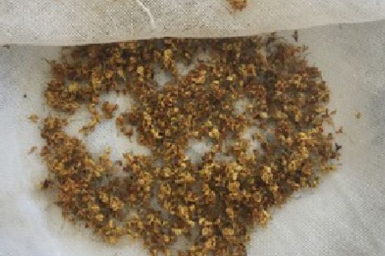 干桂花茶的制作方法，怎樣自制桂花茶？