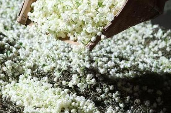 茉莉茶葉的功效與禁忌，什么人不適合喝茉莉花茶？